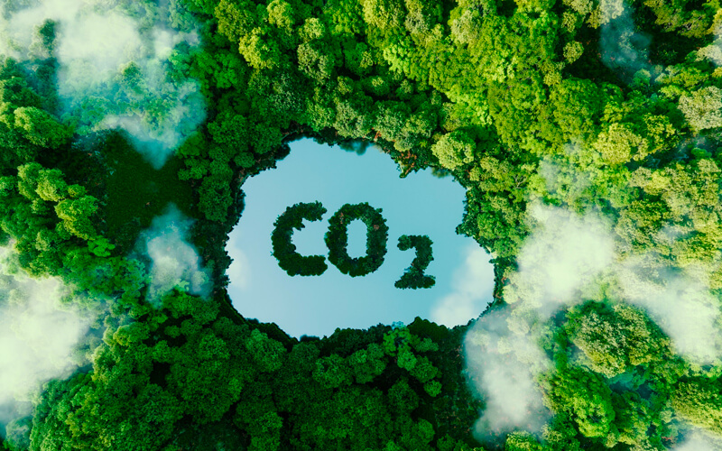CO2 Ersparnis Substrathersteller, Wald von oben